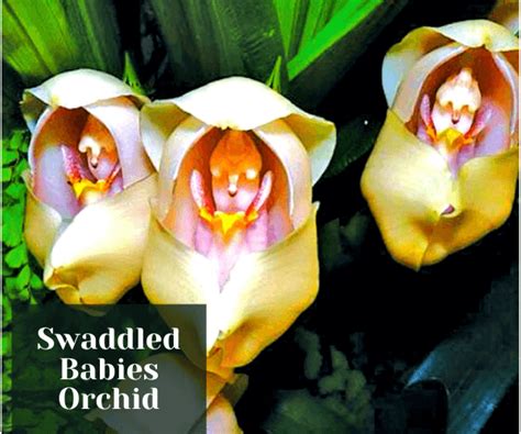 weirdest flower names|14 of the Strangest Names for Flowers .